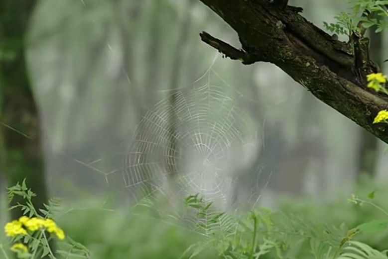 一個眼神暗示司馬昭之心，《虎嘯龍吟》的隱藏信息你能get到多少？
