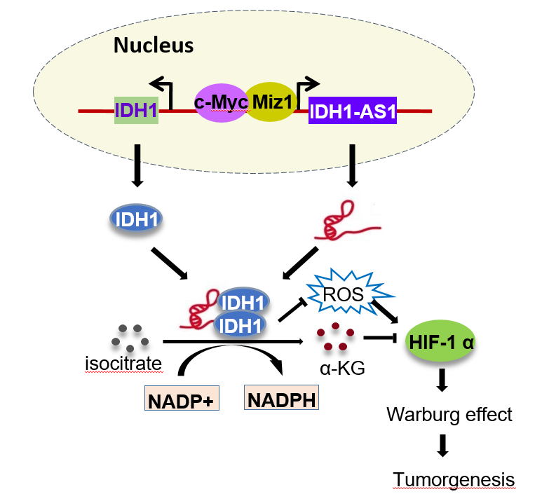 中国科大在长非编码RNA调控肿瘤细胞瓦博格