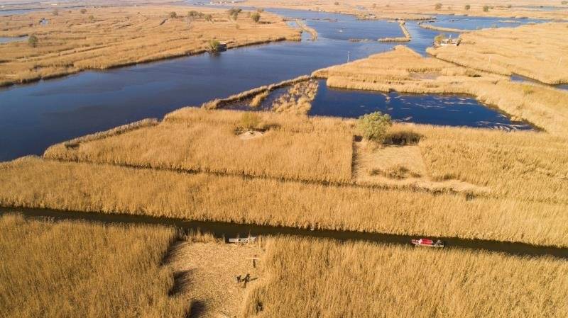 白洋淀里打苇忙! 芦苇的这些新用途你可能想