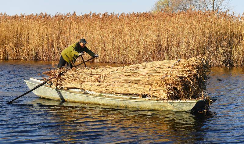 白洋淀里打苇忙! 芦苇的这些新用途你可能想