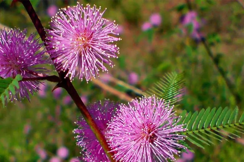 《芳华》片尾曲里的“绒花”是什么花?专家居然给出7种答案→