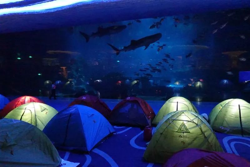 萧山出发，体验夜宿海洋馆奇妙夜!与百种海洋生物亲密接触