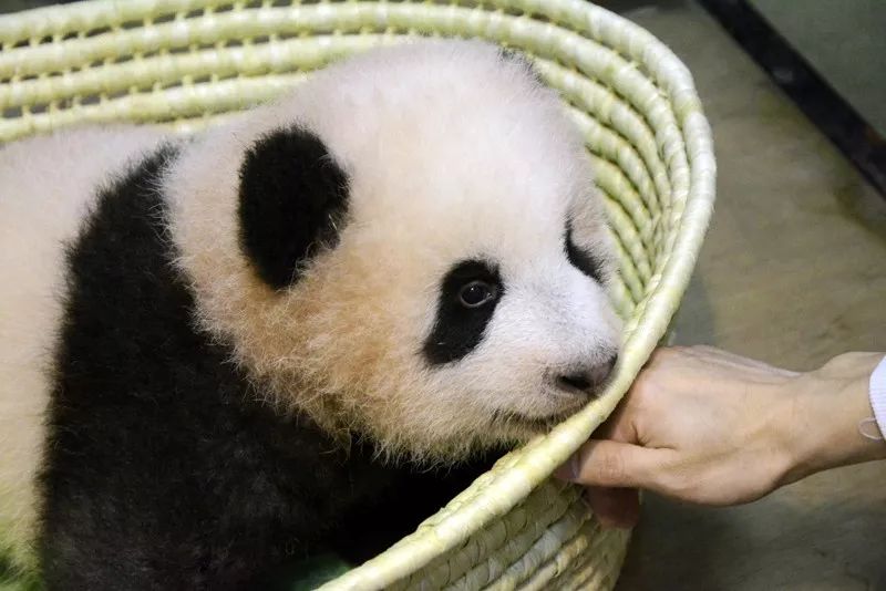 ▲在上野动物园降生的大熊猫宝宝“香香”