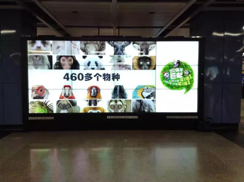 广州十多个地铁站被动物承包,众国宝萌翻全城