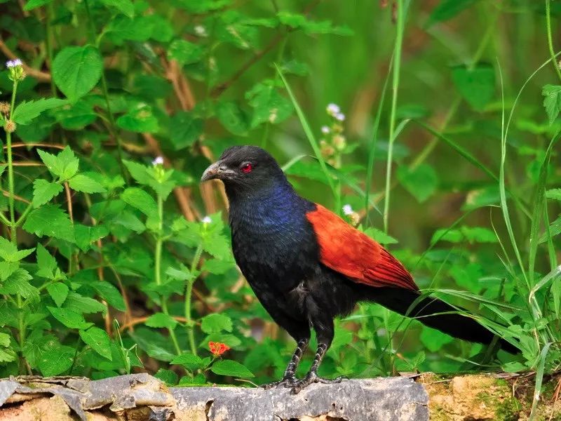 司机以13元单价买10只毛鸡泡酒 被判刑10年