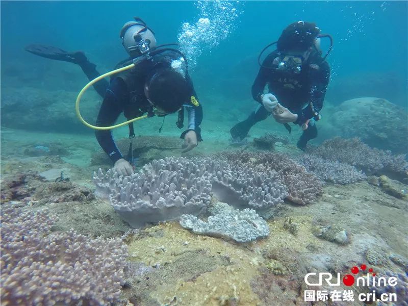 【新时代新气象新作为】中国首个海洋牧场:筑