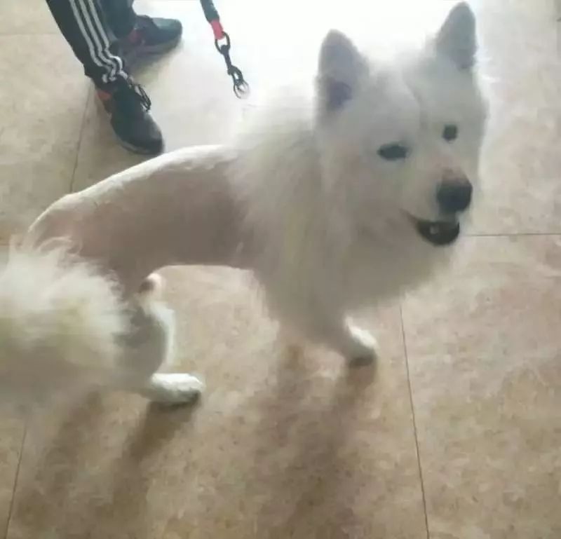 济南这只萨摩成精了!偷偷搭顺风车去了淄博,把