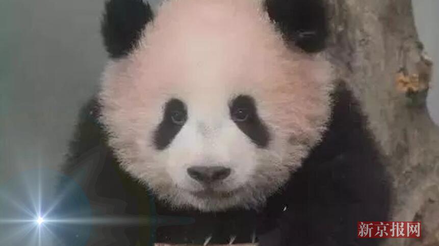 ...例行记者会上,日本记者就大熊猫图片 28663 861x482