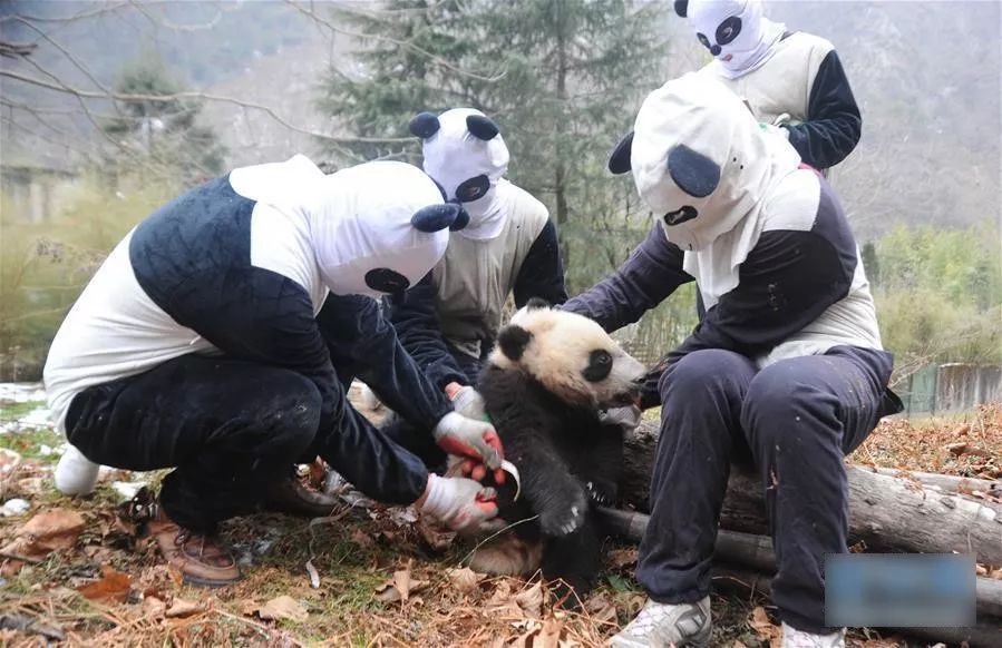 ▲在野化训练中，工作人员伪装成大熊猫。但这也只能骗骗熊猫吧……