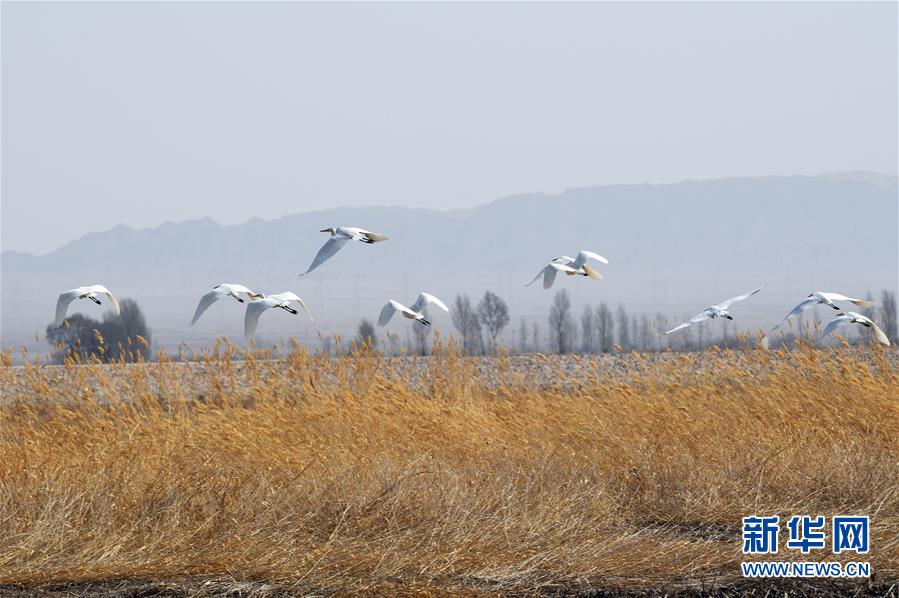 洗衣机是什么梗