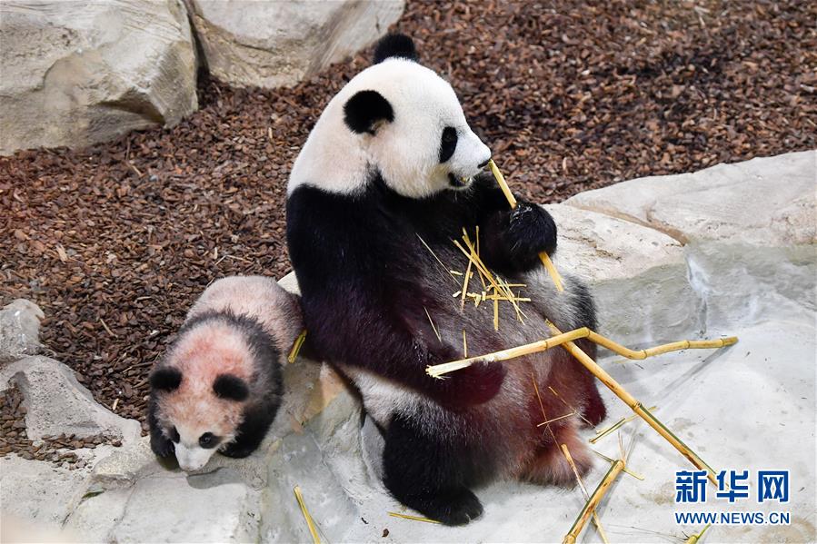 2018年1月13日在法國聖艾尼昂市博瓦勒野生動物園拍攝的大熊貓寶寶“圓夢”及其母親“歡歡”。 新華網 資料圖