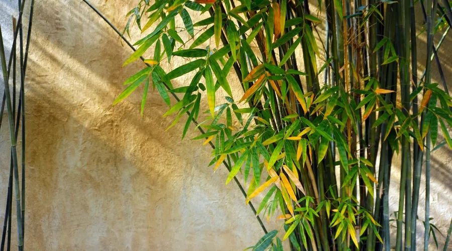 原来这就叫“竹子定律”!