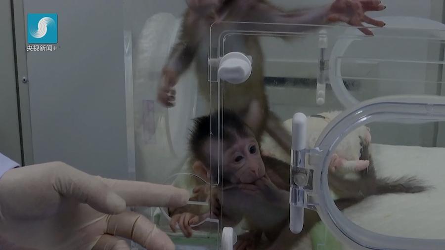 央视新闻:世界首例体细胞克隆猴诞生 对研究脑疾病意义重大