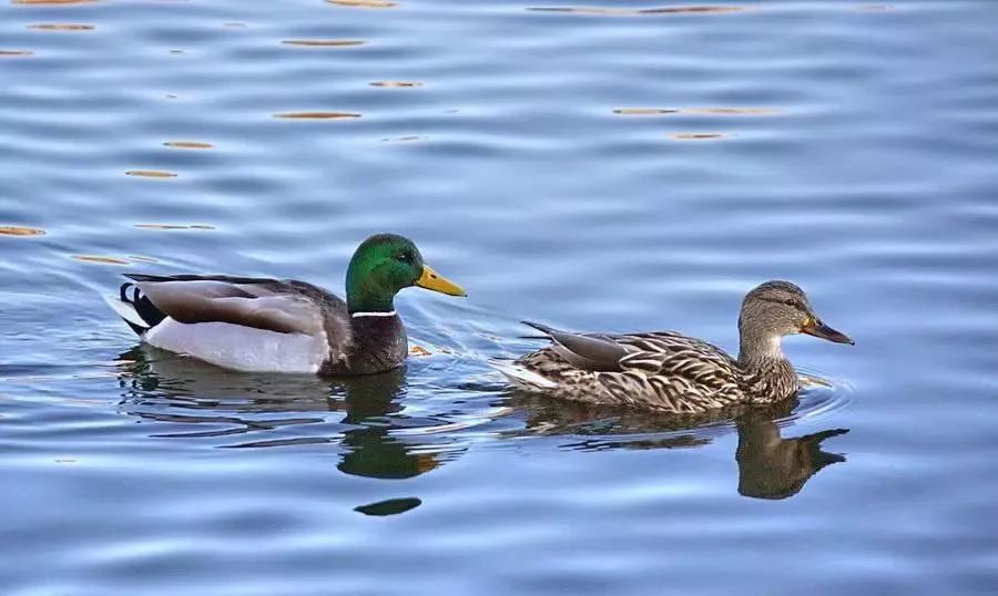 罕见!鸳鸯与绿头鸭在库尔勒孔雀河形影不离,还都是雄性?!