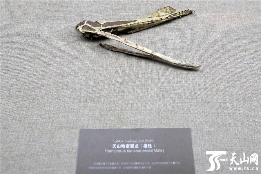 【高清组图】哈密发现罕见3D翼龙蛋与翼龙胚胎化石