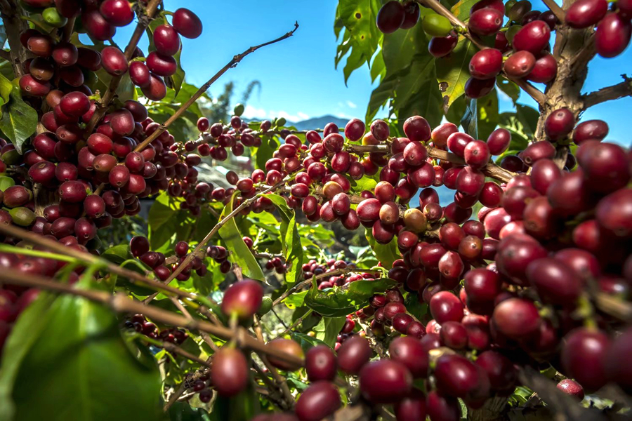 普洱咖啡·全球共享首届普洱国际精品咖啡博