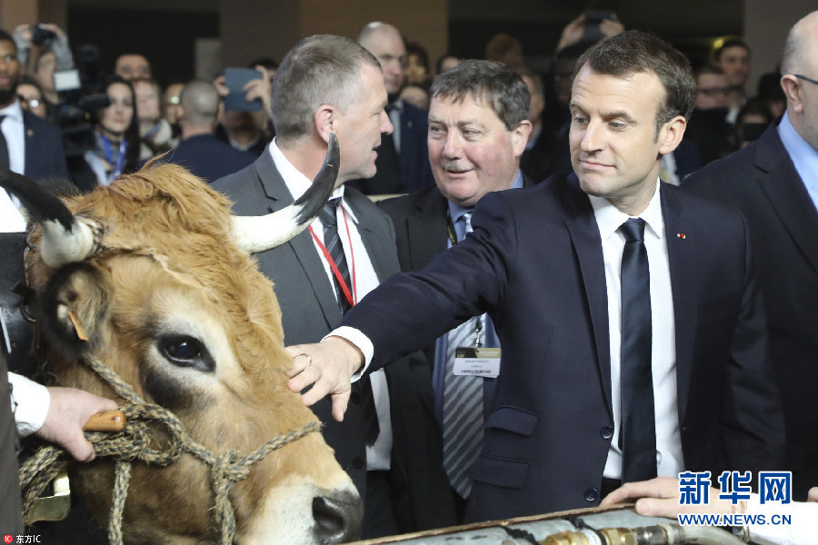 马克龙参观巴黎国际农博会 与展牛互动