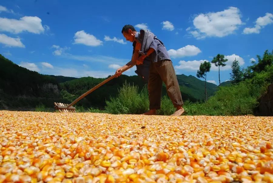 玉米涨的疯狂,竟然有 专家 建议国家打压玉米价