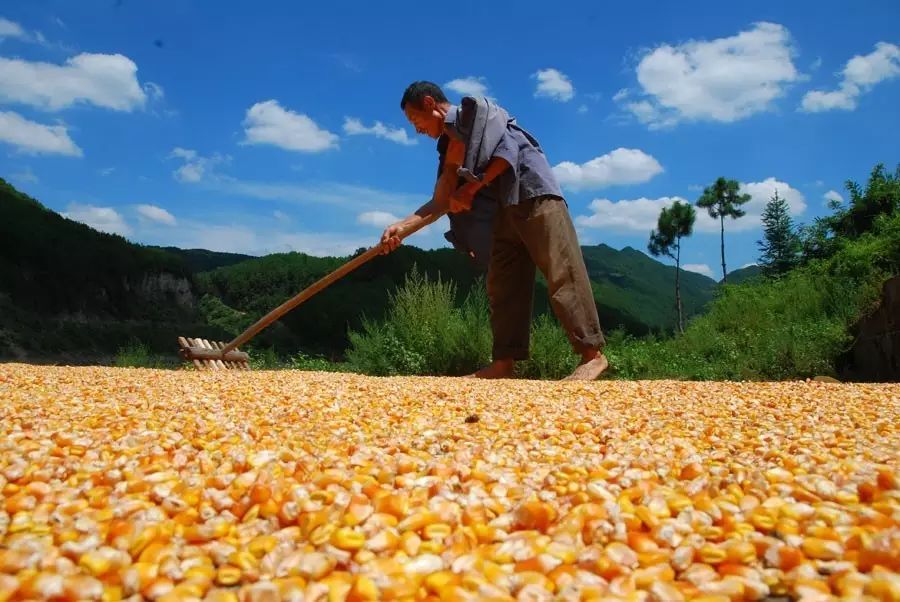玉米涨的疯狂,竟然有 专家 建议国家打压玉米价