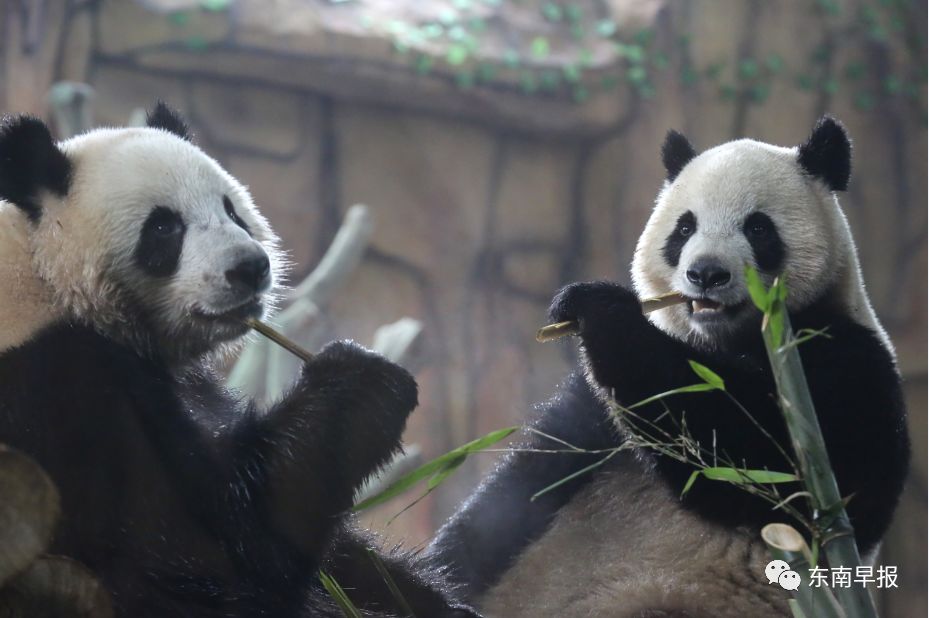 大熊猫空降泉州!11日起与市民见面!去哪看怎么