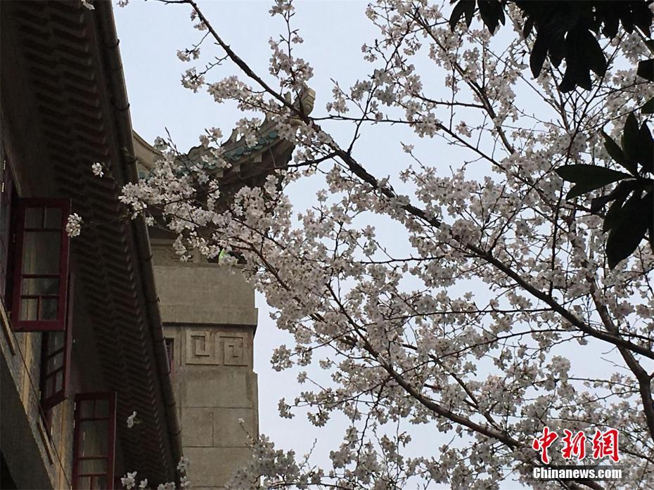 花蛤属于海鲜还是河鲜