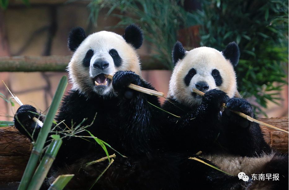 大熊猫空降泉州!11日起与市民见面!去哪看怎么