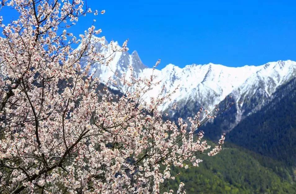 终于来了!2018林芝桃花节活动安排!