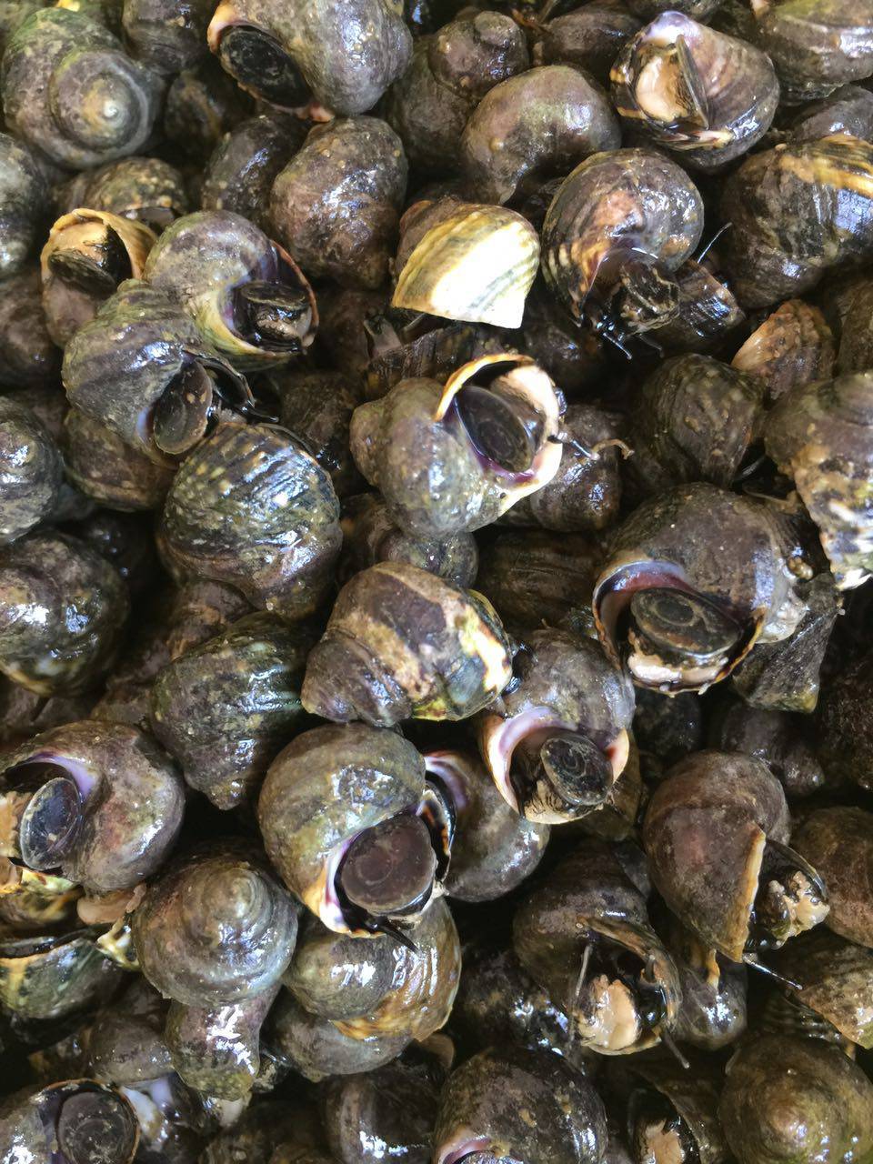 大连有一种海鲜,让人馋得睡不着觉|海鲜|香波|鲜