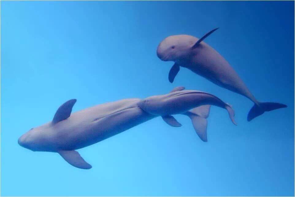 武汉至上海江段江豚生态考察结束 初步估计江