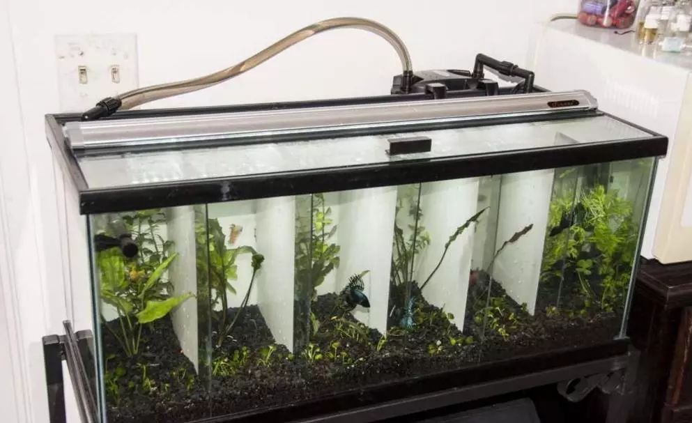 土豪连夜包机赴泰只为买3条鱼,揭秘你不知道的