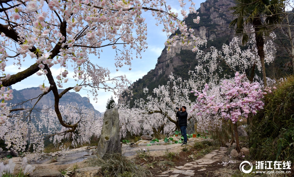 仙居:雪洞影视基地鲜花盛开|影视基地|仙居|王