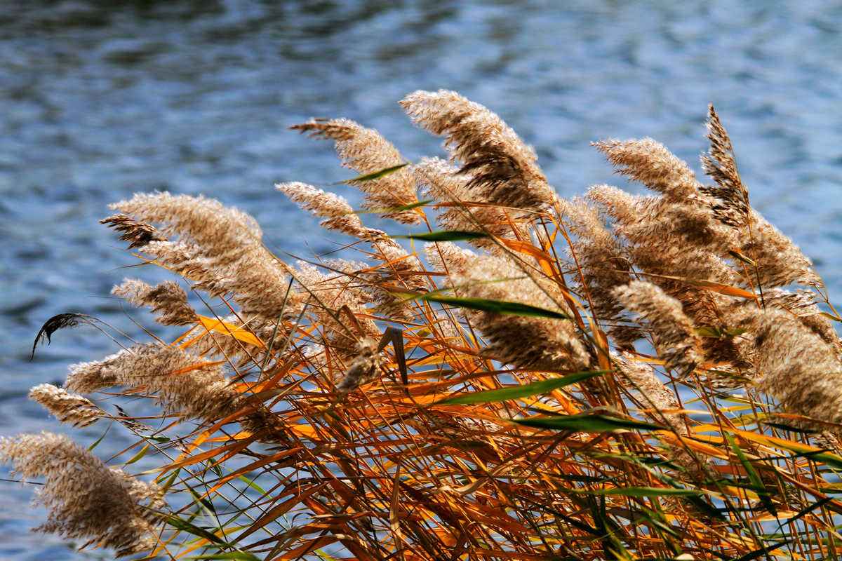 金色秋天十月里 湿地芦花开满地 - 蚂蜂窝