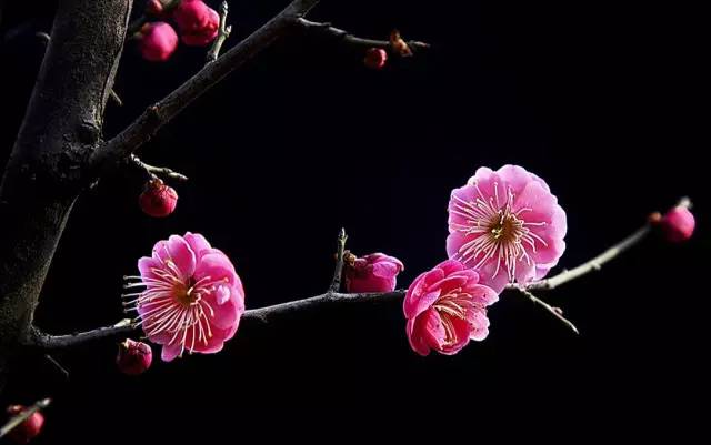 春风十里 我在花香休宁等你