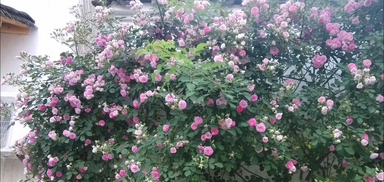 一封情书致查济 爱上你的一年四季