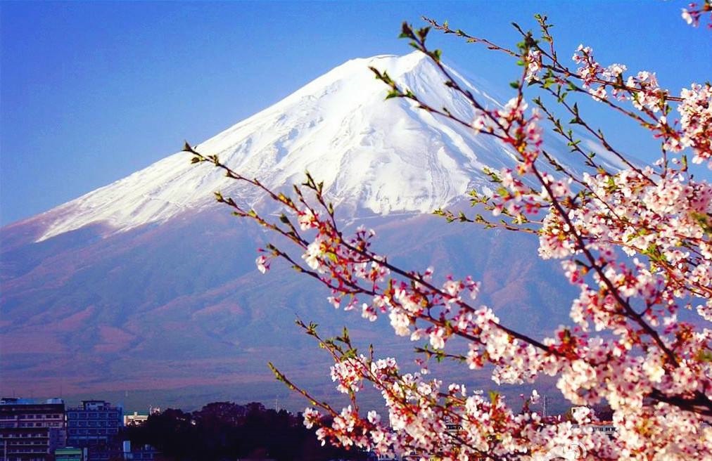 富士山樱花
