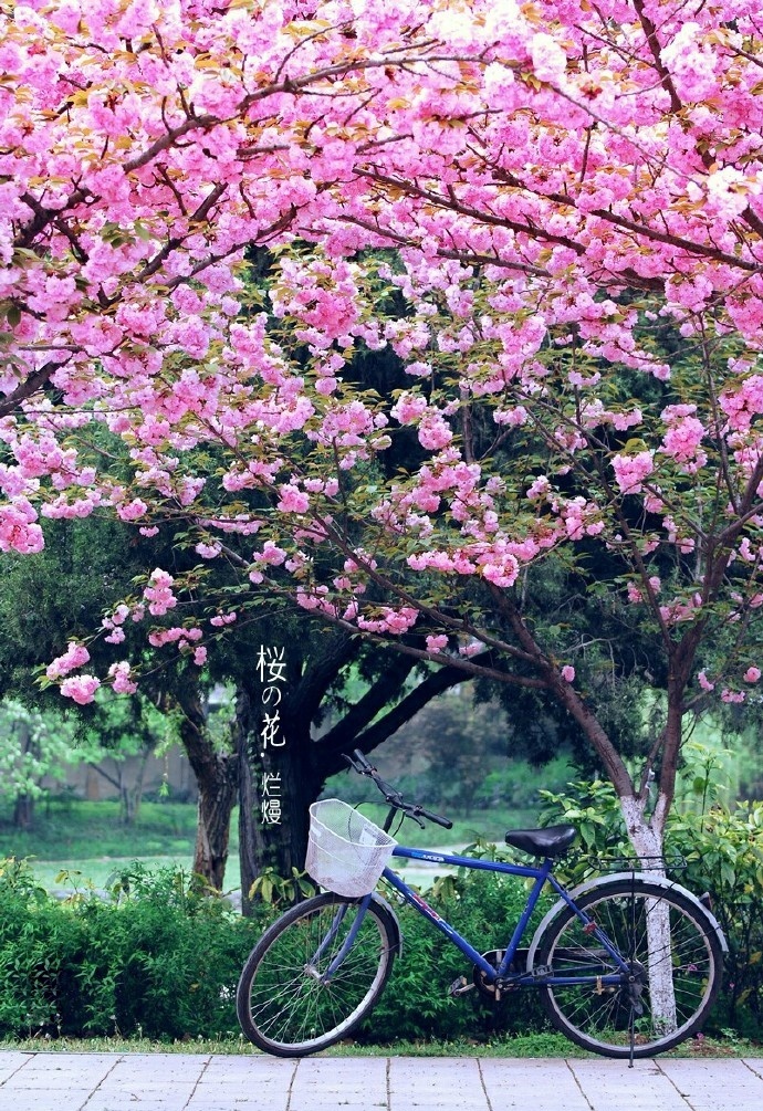 中科大樱花(图: @追日光影)