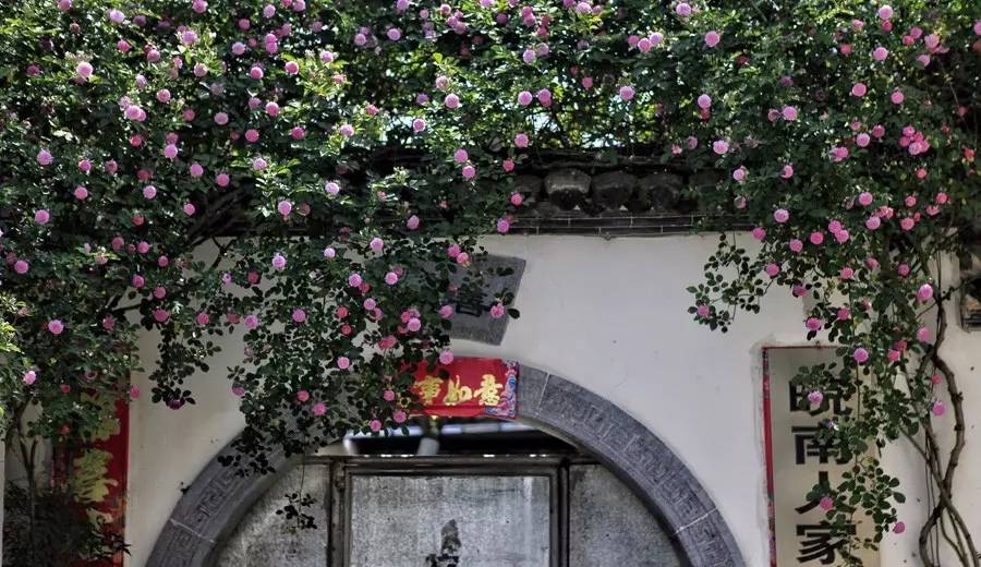 屏山:记住乡愁的鲜花古镇