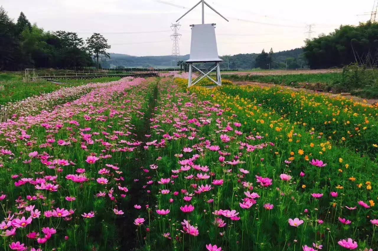 高原上的格桑花在泾县开成了一片海