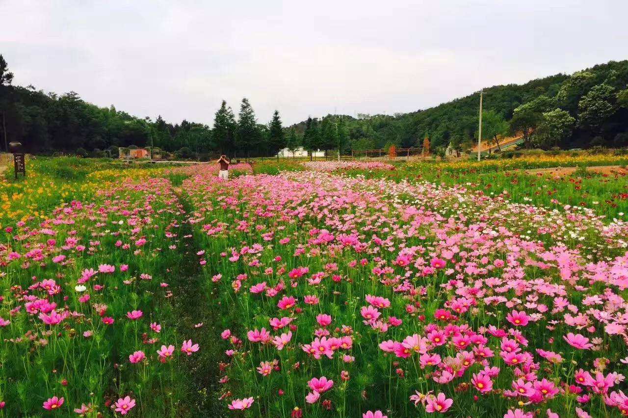 高原上的格桑花在泾县开成了一片海