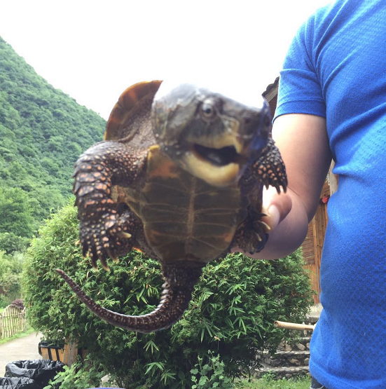 醉山野度假区惊现珍稀动物鹰嘴龟