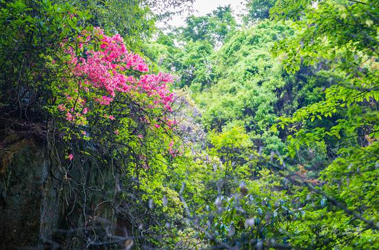 #不负春光#待岭上开满,平天堂山顶还要一周,古道入口的山坡却意外开满杜鹃