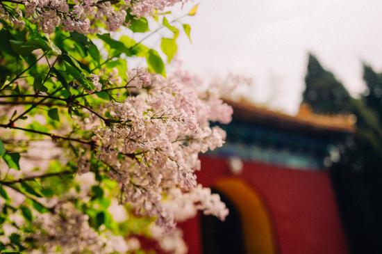 4月底的北京 这四个地方郁金香正当季