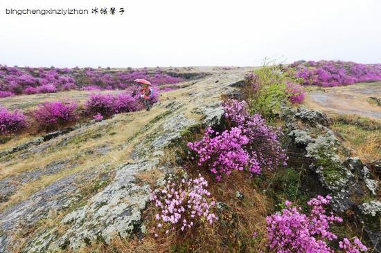 五月,龙江大地上哪里的杜鹃花最迷人?(附赏花攻略)