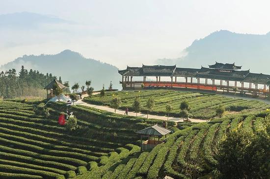 在刘三姐的故乡,云海之上的绝美茶园,偶遇美丽侗族采茶妹!