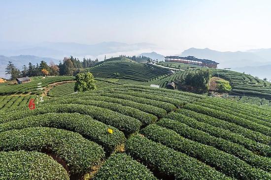 在刘三姐的故乡,云海之上的绝美茶园,偶遇美丽侗族采茶妹!