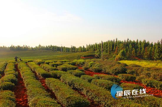 洞庭春茶园