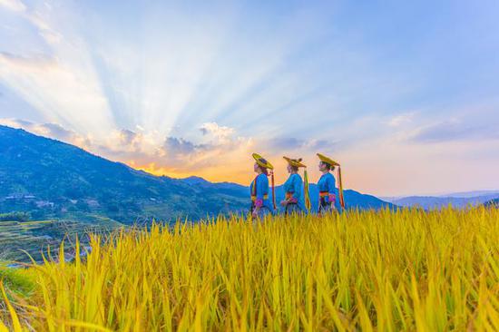 谷黃稻香白水洞，金塔層疊聳云霄