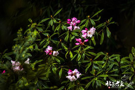 【实拍】江西 <wbr>· <wbr>在三清山云端听杜鹃花开(组图34张)