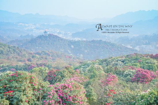 貴州丨杜鵑王國里的一場奢華盛宴