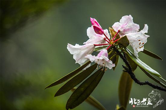 【实拍】江西 <wbr>· <wbr>在三清山云端听杜鹃花开(组图34张)
